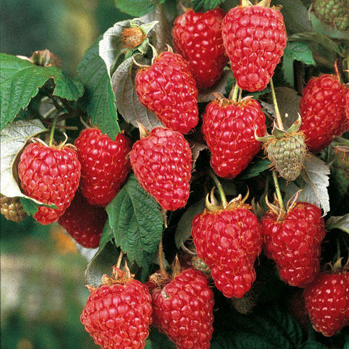 Raspberry Extract